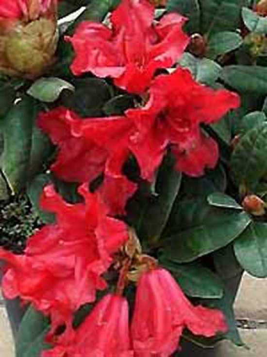 rhododendron dünger für flieder Rhododendron Dünger flüssig 500ml - 10 L main image 1