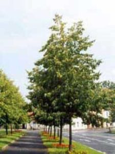 Tilia cordata 'Roelvo' / Winterlinde 'Roelvo' - wird 10-15 Meter hoch