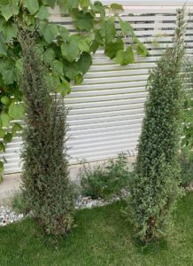 Juniperus communis 'Sentinel' / Säulenwacholder 'Sentinel'