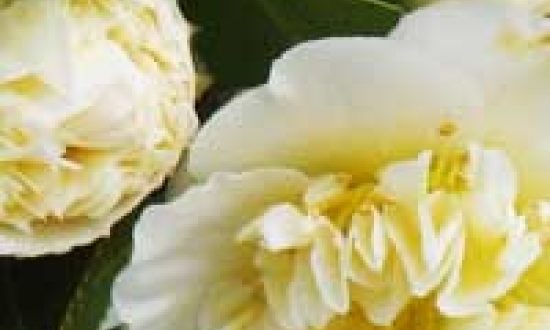 Camellia japonica gelb / Japanische Kamelie gelb - ideal ist eine Frühjahrspflanzung bei Freilandpflanzen, damit sie gut einwurzeln können