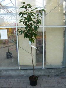 Prunus serrulata 'Kanzan' / Japanische Nelken-Kirsche - hier mit 110cm Stammlänge