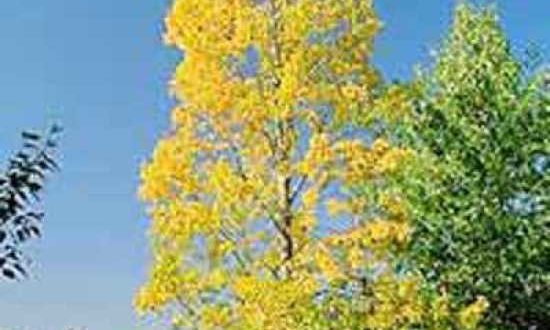 Populus balsamifera / Balsam-Pappel Vorschau: Populus balsamifera / Balsam-Pappel - gut für einen Standort am Hang geeignet