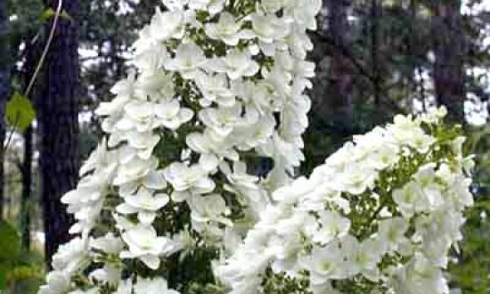 Hydrangea quercifolia 'Snowflake' / Eichenblatt-Hortensie 'Snowflake'