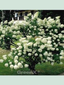 Hydrangea paniculata 'Grandiflora ®' / Rispen-Hortensie 'Grandiflora' - begeistert mit toller Blütenpracht