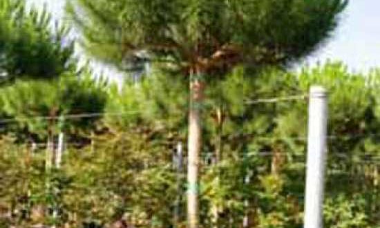 Pinus pinea / Italienische Stein-Kiefer / Mittelmeer-Kiefer / Schirmkiefer - wunderschönes Gehölz, benötigt aber einen gut geschützten Standort