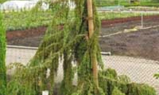 Juniperus communis 'Oblonga Pendula' / Kaukasischer Hänge-Wacholder - wird nicht von Birnengitterrost befallen