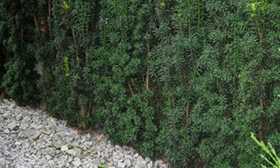 Taxus baccata 'Fastigiata' / Säulen-Eibe - ideal für schmale Hecken