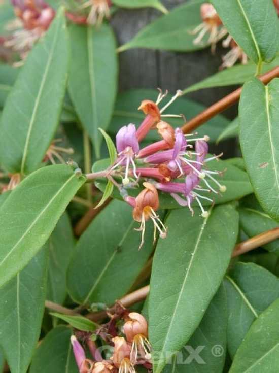 Immergrne Kletterpflanze zur Berankung von Stabmattenzaun gesucht  Alle  Fragen und Antworten zum Thema Gartenpflanzen