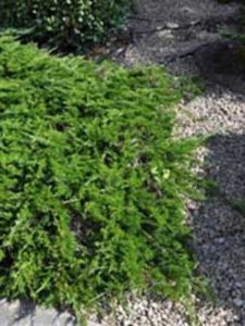 Juniperus sabina 'Tamariscifolia' / Tamarisken-Wacholder