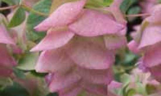Origanum rotundifolium 'Kent Beauty' / Garten-Dost / Hopfen-Dost - gut als Beeteinfassung geeignet