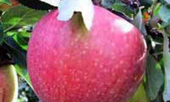 Malus domestica 'James Grieve' / Apfel 'James Grieve' - als Befruchter für den Elstar geeignet