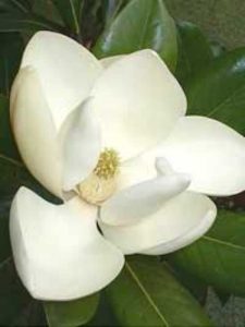 Magnolia grandiflora 'Exmouth' / Großblütige Magnolie 'Exmouth'