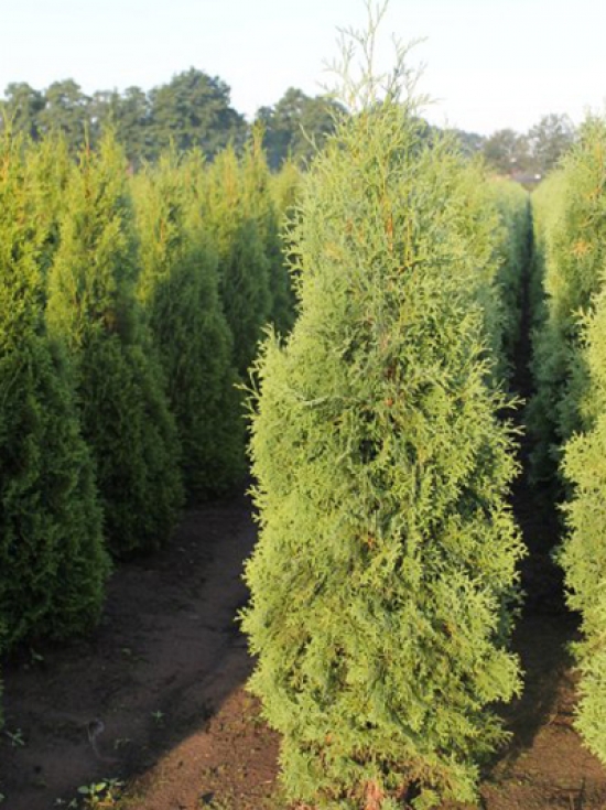 Wie sollte man Thuja occidentalis 'Columna' / Sulen-Lebensbume am besten  dngen?  Alle Fragen und Antworten zum Thema Gartenpflanzen