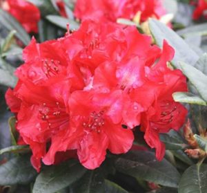 Rhododendron haematodes 'Sardana' / Rhododendron 'Sardana'