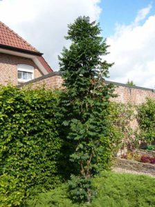 Sorbus aucuparia 'Fastigiata' / Säulen-Eberesche - eignet sich gut als Hausbaum