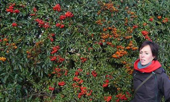 Pyracantha 'Red Column' / Feuerdorn 'Red Column' gehört zu den insektenfreundlichen Heckenpflanzen