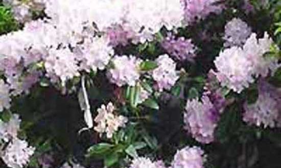 Rhododendron - wie hier bspw. der Rhododendron Hybride 'Album Novum' / Rhododendron 'Album Novum' - benötigen viele Nährstoffe und am besten spezielle Erde