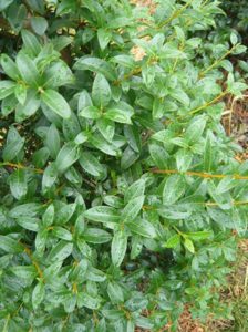 Osmanthus burkwoodii / Frühlings-Duftblüte - eine klassische Heckenpflanze, die gut für Dufthecken geeignet ist