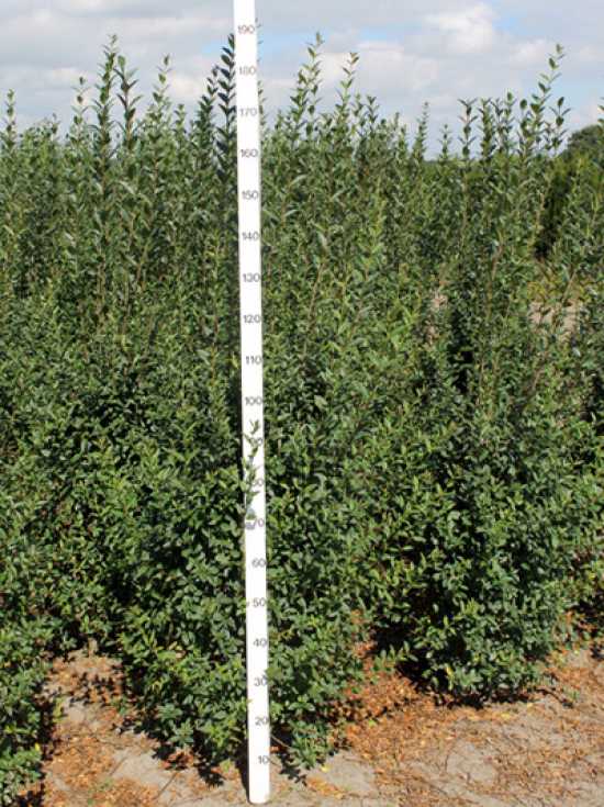 Dunkle Flecken auf Blttern vom Liguster  was kann das sein und was knnen  wir unternehmen?  Alle Fragen und Antworten zum Thema Gartenpflanzen