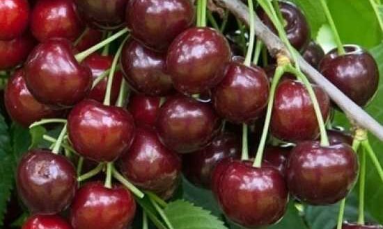 Süßkirschen - wie hier die Prunus avium 'Lapins' / Süßkirsche 'Lapins' - benötigen ausreichend Nährstoffe