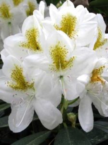 Spezielle Dünger für bestimmte Pflanzen - wie hier bspw. Rhododendron catawbiense 'Album' / Catawba-Rhododendron 'Album' - können sinnvoll sein