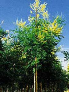 Koelreuteria paniculata / Blasenesche / Blasenbaum / Chinesischer Lackbaum