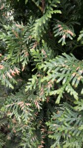 Nadeln einer Thuja bekommen braune Verfrbungen  was kann die Ursache  sein?  Alle Fragen und Antworten zum Thema Gartenpflanzen