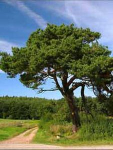 Pinus contorta / Küsten-Kiefer / Dreh-Kiefer - nicht nur für Standorte an der Küste gut geeignet