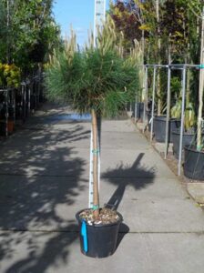Pinus pinea / Italienische Stein-Kiefer / Mittelmeer-Kiefer / Schirmkiefer - auch als Kübelpflanze gut geeignet