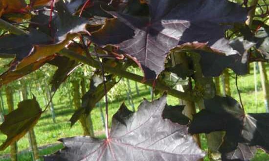 Das Laub des Acer platanoides 'Crimson King' / Blut-Ahorn 'Crimson King' bleibt bis zum Herbst purpurrot gefärbt