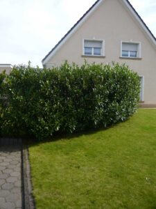 Kirschlorbeer - hier die Sorte Caucasica - kann von Schrotschuss befallen werden