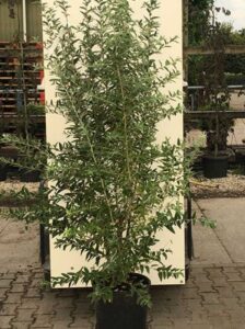 Elaeagnus angustifolia / Schmalblättrige Ölweide / Russische Olive im C20-Container - auch als Kübelpflanze gut geeignet
