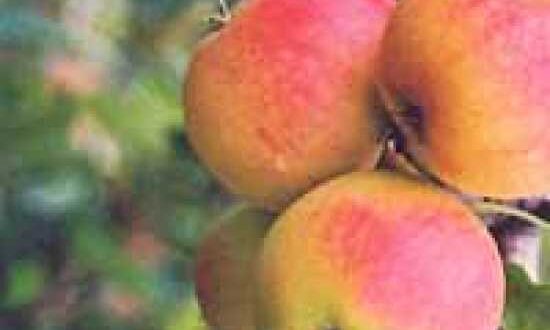 Rückschnitt bei Apfelbäumen sorgt für eine bessere Ernte