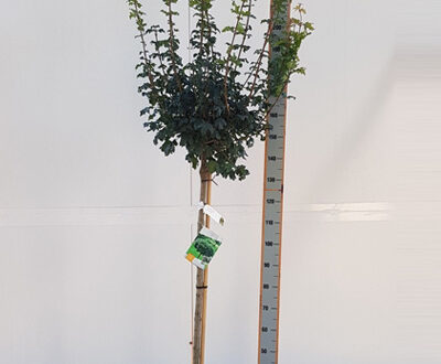 Acer campestre 'Nanum' / Kugel-Feldahorn - als Halbstsamm gut für kleine Gärten geeignet