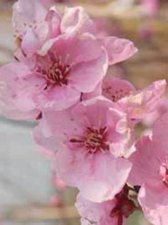 Ist der Prunus persica ‘Spring Glow’ ein Ziergehölz oder kann man die ...
