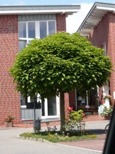 Catalpa bignonioides 'Nana' / Kugel-Trompetenbaum - für exponierte Standorte nicht ideal