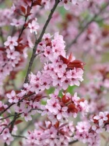 Prunus cerasifera 'Nigra' / Blut-Pflaume in wunderschönem Rosa und von März bis Mai