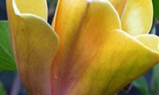 Magnolia 'Sunsation' / Magnolie 'Sunsation'