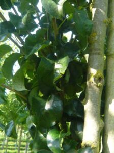 Pyrus communis 'Beech Hill' / Wild-Birne 'Beech Hill' - schöner Laubbaum mit Pfahlwurzel