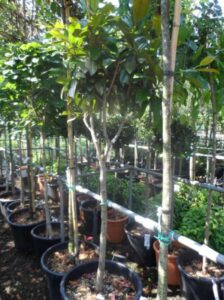 Magnolia grandiflora ‘Goliath’ im Kübel und dann im Garten – ist das möglich?