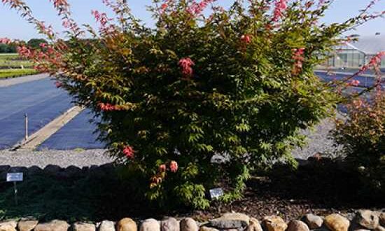 Acer palmatum 'Osakazuki' / Japanischer Ahorn / Fächerahorn 'Osakazuki' - ein außergewöhnlich schöner Laubbaum