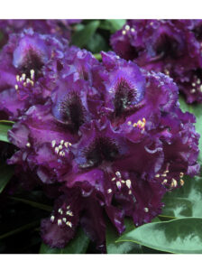 Rhododendron Hybride 'Dramatik Dark' / Rhododendron 'Dramatik Dark'