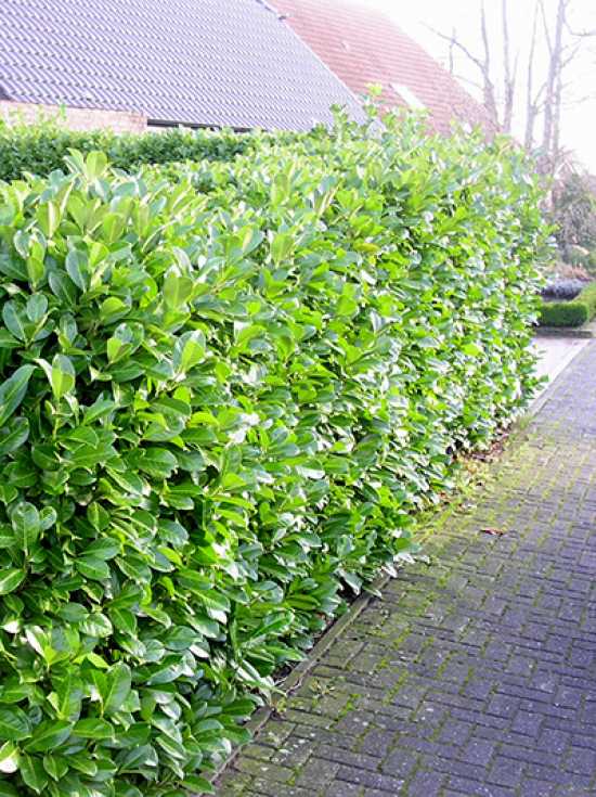 Welcher Kirschlorbeer hat nur wenige oder keine Frchte?  Alle Fragen und  Antworten zum Thema Gartenpflanzen