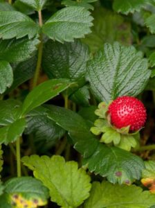 Fragaria chiloensis 'Chaval' / Teppich-Erdbeere - ein sehr robuster und schöner Bodendecker für sonnige Standorte