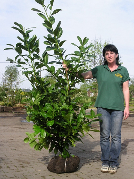 Kirschlorbeer wird gelb und verliert Bltter  was ist die Ursache?  Alle  Fragen und Antworten zum Thema Gartenpflanzen