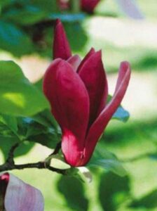 Magnolia hypoleuca 'Purpurea' / Magnolia obovata 'Purpurea' / Japanische Großblatt-Magnolie 'Purpurea'