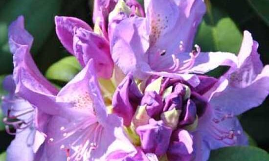 Rhododendron Hybride 'INKARHO Catawbiense Boursault' / Rhododendron 'INKARHO Catawbiense Boursault'