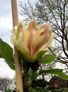Magnolie 'Sunsation' mit einer wunderschönen Blüte im Früjahr