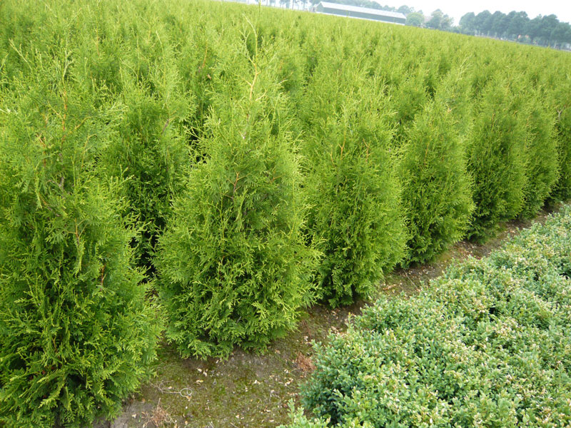 Rindenmulch oder Holzhcksel  was kann man zwischen Thuja verteilen?   Alle Fragen und Antworten zum Thema Gartenpflanzen