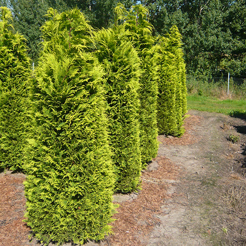 Immergrne Mischhecke mit grnen und gelben Farbtnen  eignen sich Thuja  und Scheinzypressen?  Alle Fragen und Antworten zum Thema Gartenpflanzen